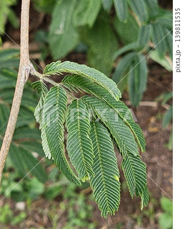 Fern-like green leaves of calliandra tropical ornamental plant Fern-like green leaves of calliandra tropical ornamental plant 139811535