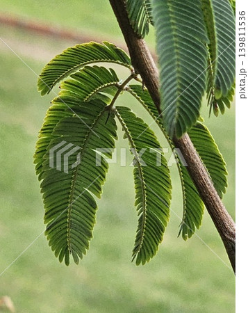 Close-up of tropical compound leaves with natural green background Close-up of tropical compound leaves with natural green background 139811536