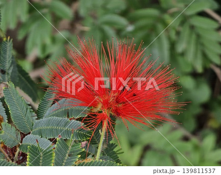 Red powder puff flower blooming on tropical ornamental shrub Red powder puff flower blooming on tropical ornamental shrub 139811537