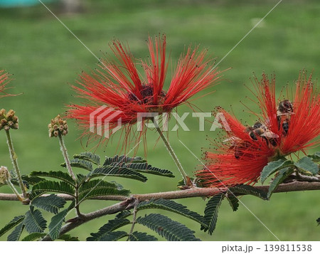 Bees pollinating red powder puff flowers on tropical branch Bees pollinating red powder puff flowers on tropical branch 139811538