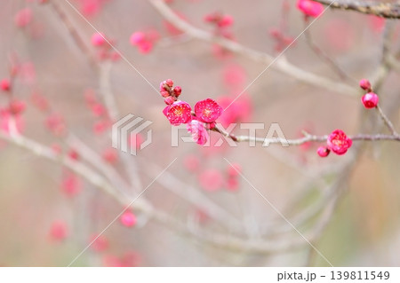 可愛い 紅色シダレウメの花 可愛い 紅色シダレウメの花 139811549