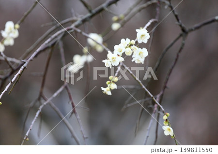 爽やか 白色シダレウメの花 爽やか 白色シダレウメの花 139811550
