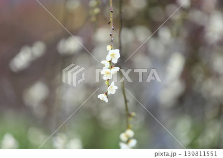 爽やか 白色シダレウメの花 爽やか 白色シダレウメの花 139811551