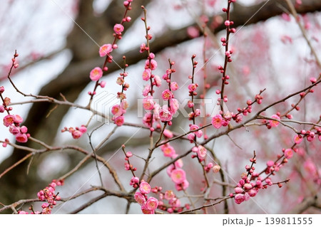 可愛い ピンクのシダレウメの花 可愛い ピンクのシダレウメの花 139811555