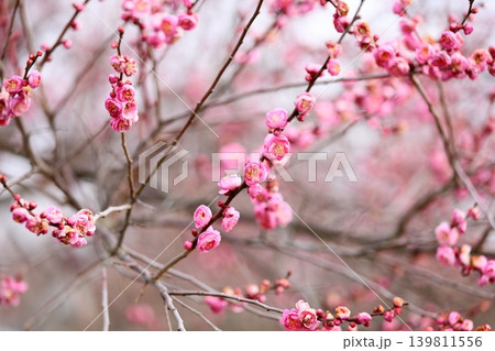 可愛い ピンクのシダレウメの花 可愛い ピンクのシダレウメの花 139811556