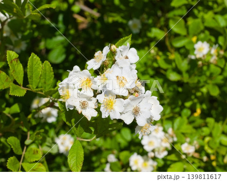 ノイバラの花 ノイバラの花 139811617