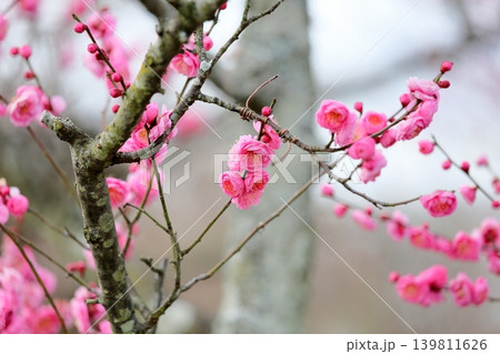 可愛い ピンクのシダレウメの花 可愛い ピンクのシダレウメの花 139811626