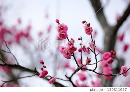 可愛い ピンクのシダレウメの花 可愛い ピンクのシダレウメの花 139811627