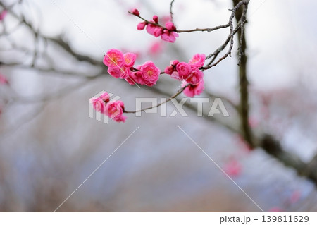 可愛い　ピンクのシダレウメの花 139811629