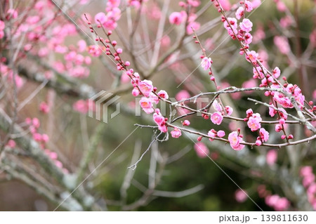 可愛い ピンクのシダレウメの花 可愛い ピンクのシダレウメの花 139811630