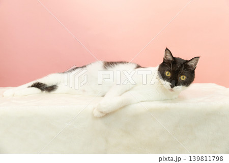 リラックスする白黒の猫のお腹 139811798