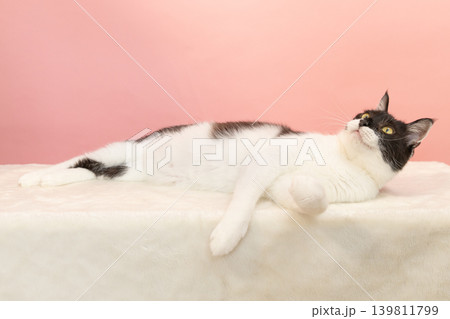 リラックスする白黒の猫の 139811799