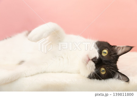 リラックスする白黒の猫 リラックスする白黒の猫 139811800