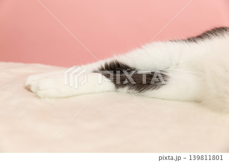 リラックスする白黒の猫の足 139811801