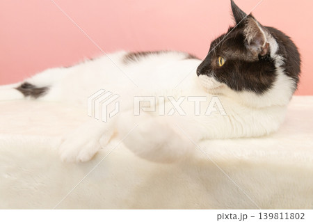 リラックスする白黒の猫 リラックスする白黒の猫 139811802