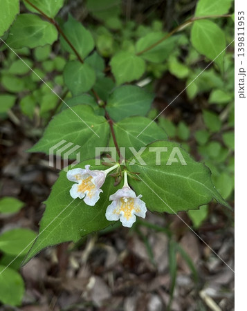 春の森でベルのような白い花を咲かせるコゴメウツギ 春の森でベルのような白い花を咲かせるコゴメウツギ 139811953