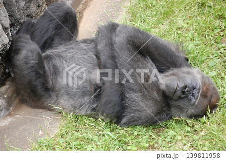 【ゴリラ】セルフハグするゴリラ③ 【ゴリラ】セルフハグするゴリラ③ 139811958