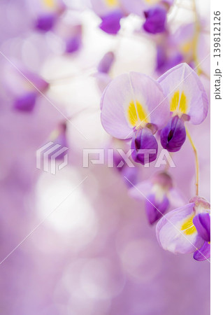 【マクロ撮影】藤の花【花素材】 【マクロ撮影】藤の花【花素材】 139812126