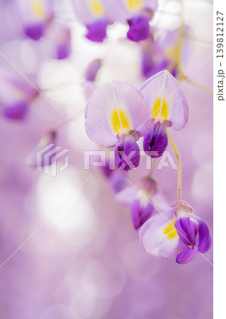 【マクロ撮影】藤の花【花素材】 【マクロ撮影】藤の花【花素材】 139812127
