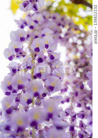 【マクロ撮影】藤の花【花素材】 【マクロ撮影】藤の花【花素材】 139812132