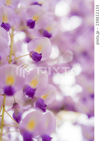 【マクロ撮影】藤の花【花素材】 【マクロ撮影】藤の花【花素材】 139812133