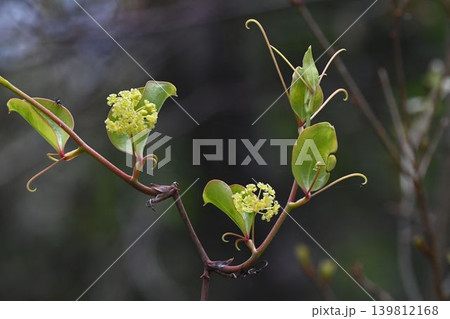 六甲の山で見た新葉とともに葉腋から伸びる淡黄緑色の花の花序が可愛いつる性植物のサルトリイバラ 六甲の山で見た新葉とともに葉腋から伸びる淡黄緑色の花の花序が可愛いつる性植物のサルトリイバラ 139812168
