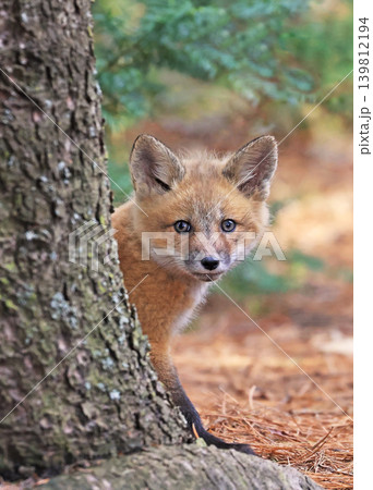 Red fox baby portrait in the forest, Canada Red fox baby portrait in the forest, Canada 139812194