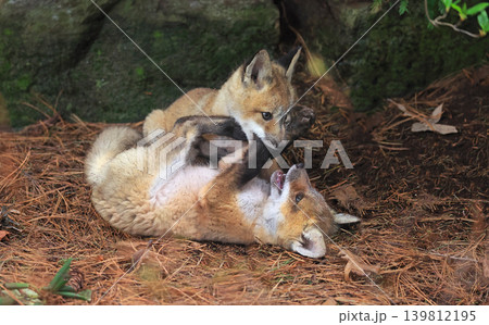 Babies red fox playing in the forest, Canada Babies red fox playing in the forest, Canada 139812195