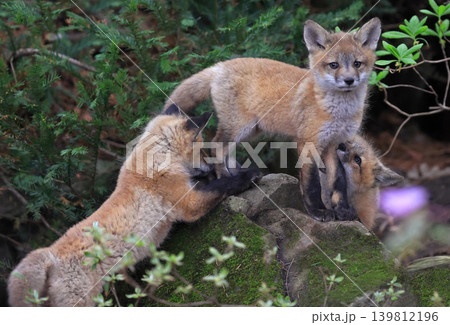 Babies red fox playing in the forest, Canada 139812196