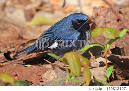Black-throated blue warbler in the forest, Canada Black-throated blue warbler in the forest, Canada 139812197