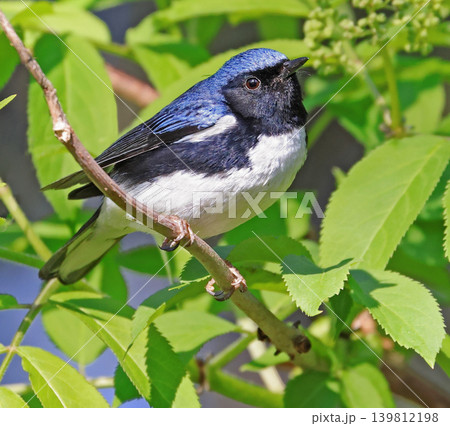 Black-throated blue warbler in the forest, Canada Black-throated blue warbler in the forest, Canada 139812198