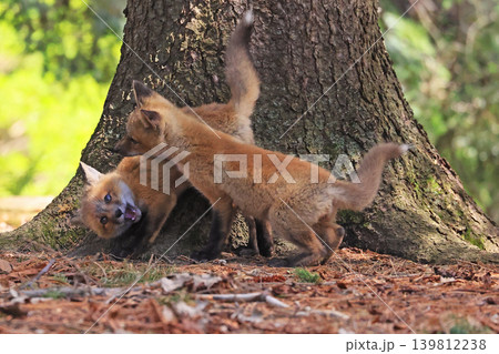 Babies red fox playing in the forest, Canada Babies red fox playing in the forest, Canada 139812238