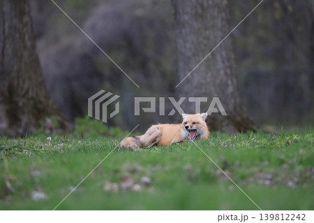 Red fox laying in the grass in the forest, Canada Red fox laying in the grass in the forest, Canada 139812242