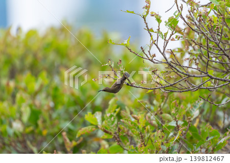 Olive backed sunbird perched on branch among green foliage in tropical habitat showing wild bird behavior natural environment Olive backed sunbird perched on branch among green foliage in tropical habitat showing wild bird behavior natural environment 139812467
