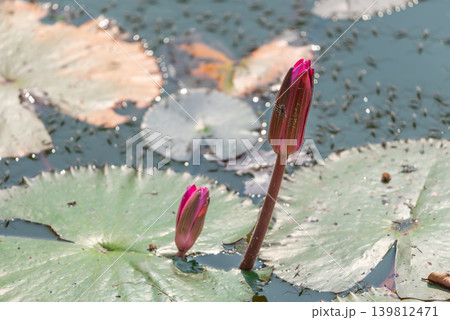Pink lotus buds rising above pond green leaves creating peaceful aquatic landscape natural floral beauty Pink lotus buds rising above pond green leaves creating peaceful aquatic landscape natural floral beauty 139812471