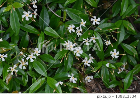 テイカカズラの花・定家葛・能 定家・藤原定家の恋(式子内親王の墓) テイカカズラの花・定家葛・能 定家・藤原定家の恋(式子内親王の墓) 139812534