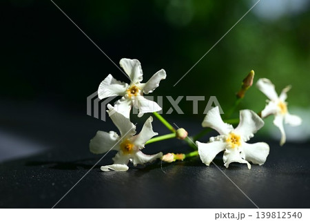 テイカカズラの花・定家葛・能 定家・藤原定家の恋(式子内親王の墓) テイカカズラの花・定家葛・能 定家・藤原定家の恋(式子内親王の墓) 139812540