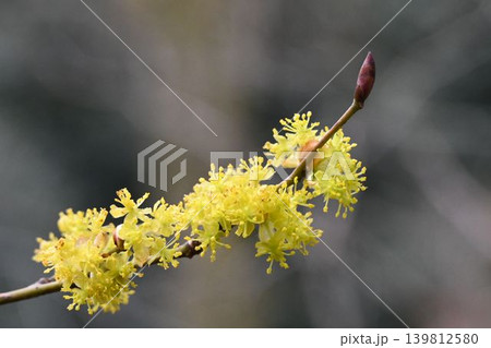 早春に六甲の山で見られた小枝を覆うように咲く黄色の花の花序が綺麗なダンコウバイ 早春に六甲の山で見られた小枝を覆うように咲く黄色の花の花序が綺麗なダンコウバイ 139812580