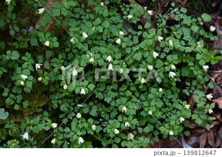 赤目渓谷で見た淡黄色の花弁に似た萼片の小さな花が可愛いトウゴクサバノオの群落 139812647