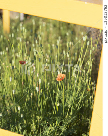 道端に咲くナガミヒナゲシの花と種子 道端に咲くナガミヒナゲシの花と種子 139812762