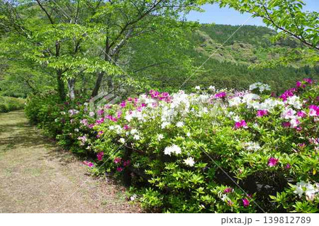 隠岐の島町亀の原池のツツジ 隠岐の島町亀の原池のツツジ 139812789
