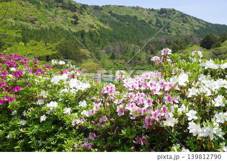 隠岐の島町亀の原池のツツジ 隠岐の島町亀の原池のツツジ 139812790