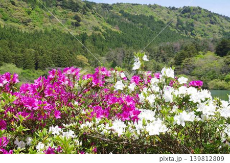 隠岐の島町亀の原池のツツジ 隠岐の島町亀の原池のツツジ 139812809