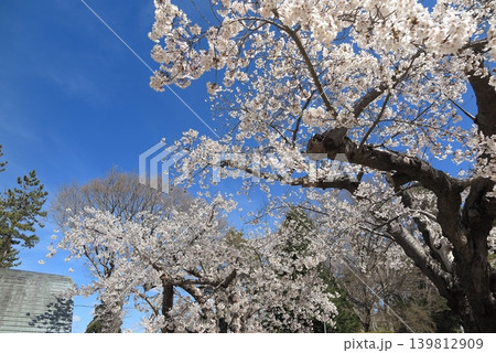 トラピスチヌ修道院の満開の桜 139812909