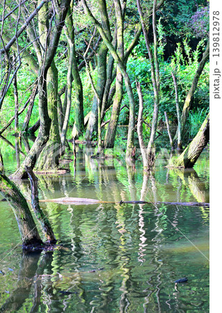 八丁湖 水没している樹林 埼玉県吉見町 八丁湖 水没している樹林 埼玉県吉見町 139812978