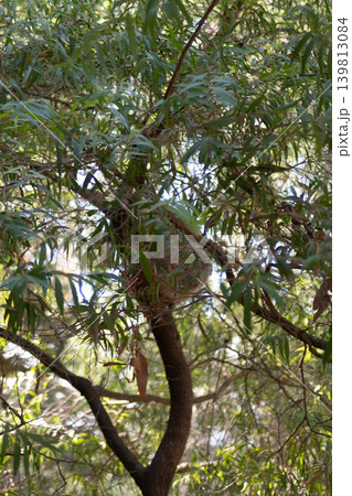 Koala, an arboreal herbivorous marsupial native to Australia, sleeping on the tree in Perth Zoo Koala, an arboreal herbivorous marsupial native to Australia, sleeping on the tree in Perth Zoo 139813084