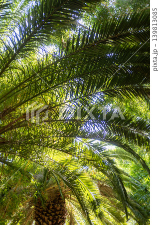 A tall Canary Island Date Palm under a clear sky A tall Canary Island Date Palm under a clear sky 139813085