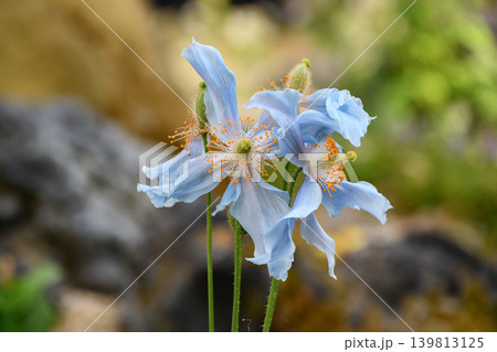 メコノプシス・ベトニキフォリア Himalayan Blue Poppy メコノプシス・ベトニキフォリア Himalayan Blue Poppy 139813125