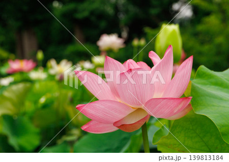 蓮の花のある風景 蓮の花のある風景 139813184