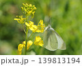 菜の花の蜜を吸うモンシロチョウ 139813194